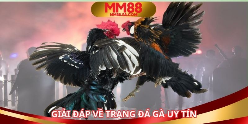 Giải đáp thắc mắc xung quanh trang đấu kê trực tuyến